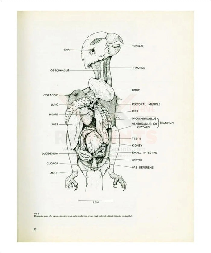 Anatomy: Body parts of a Parrot no. 25 - VINTAGEARTREPRINTS.COM