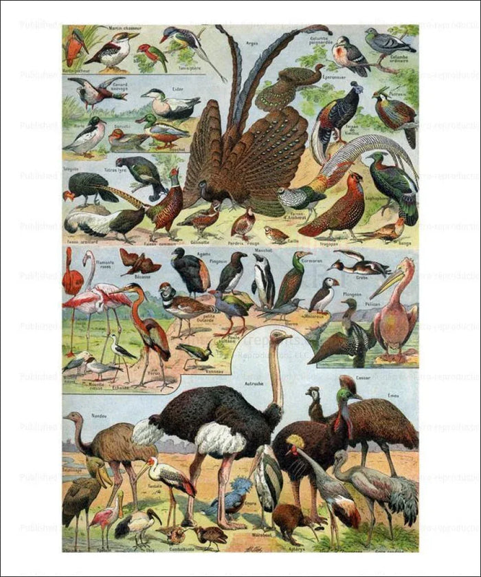 Birds No. 2 - VINTAGEARTREPRINTS.COM