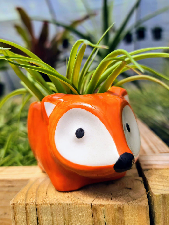 Ceramic Fox Holder with Brachycaulos Air Plant