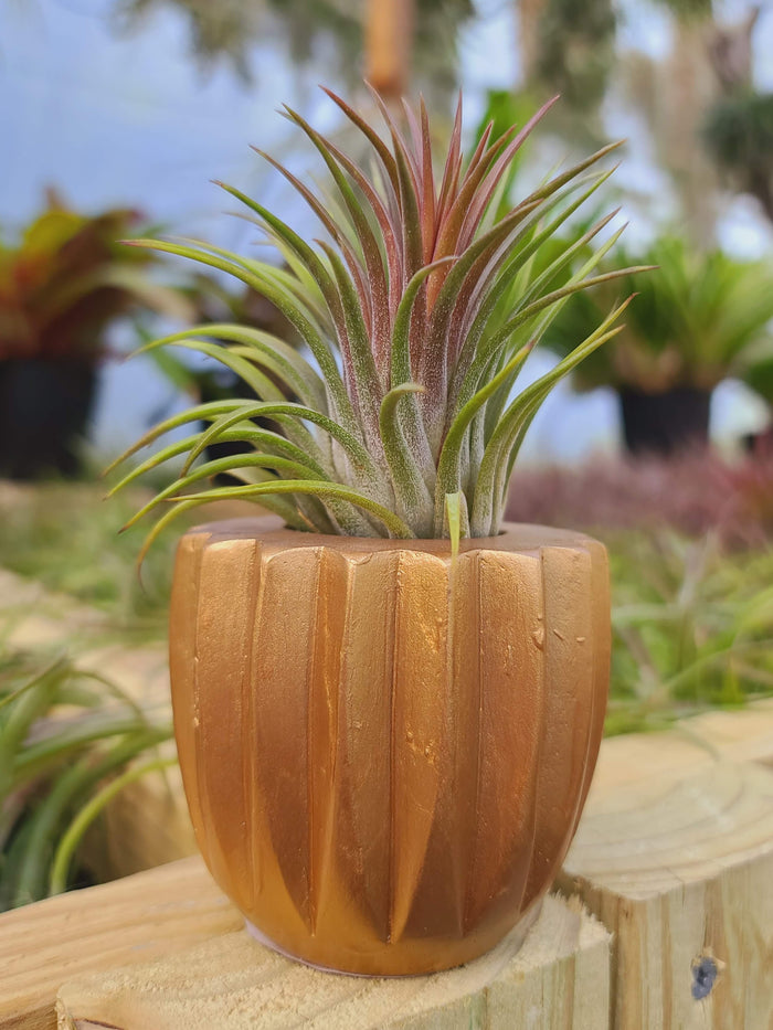 Gold Concrete Holder with Air Plant