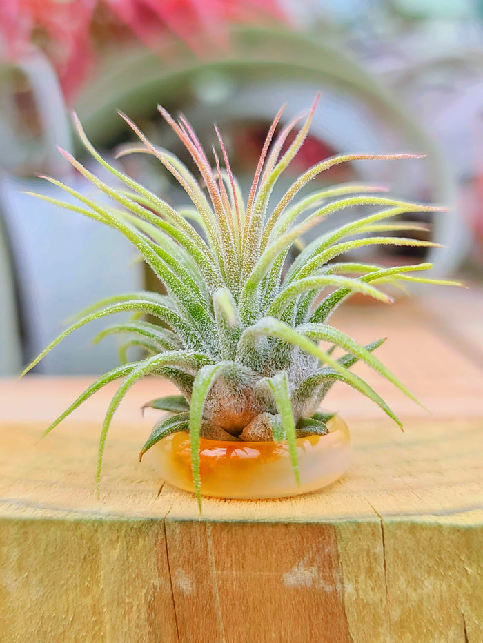 Orange Agate Ring Holder w/ Air Plant