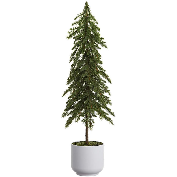 Potted Pine Tree