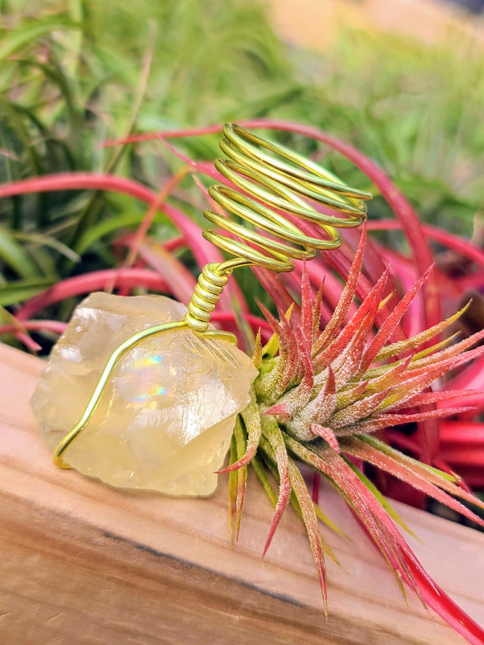 WYSIWYG Citrine Air Plant Holder with Ionantha Mexican
