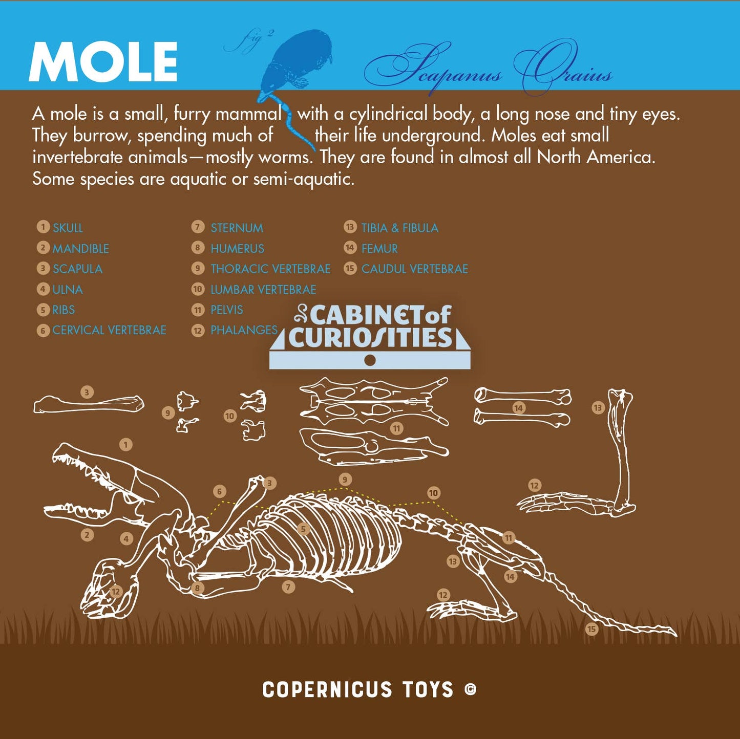 Cabinet of Owl Pellets -Dissection Kit Science