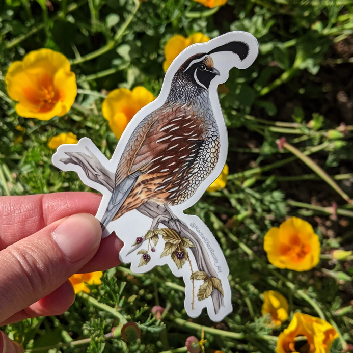California Quail sticker