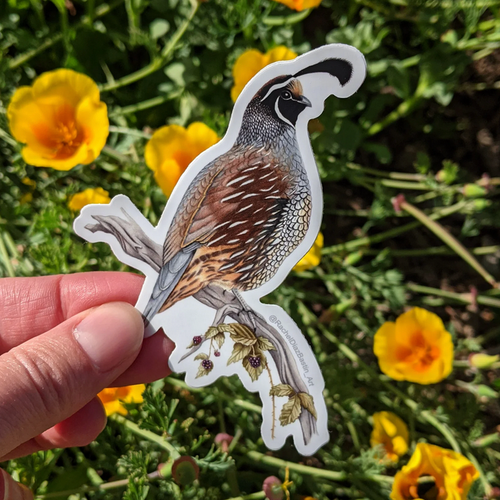 California Quail sticker