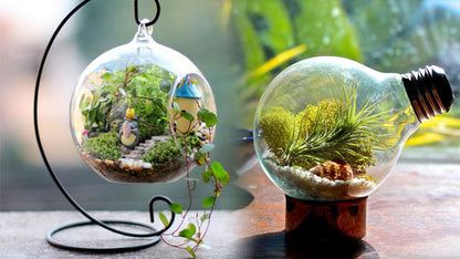 Air Plant Variety Pack (10, Small 1-2")