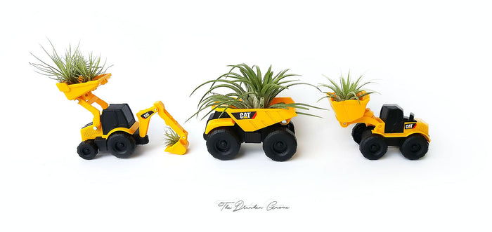 Air Plant Variety Pack (10, Small 1-2")
