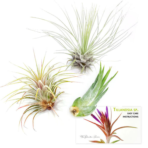 Air Plant Variety Pack (3, Small 1-2")