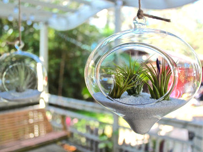 Air Plant Variety Pack (3, Small 1-2")