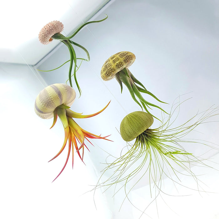 Air Plant Variety Pack (3, Small 1-2")