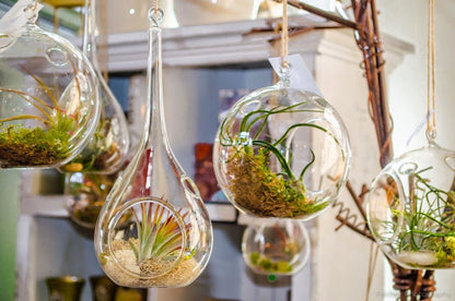 Air Plant Variety Pack (5, Small 1-2")