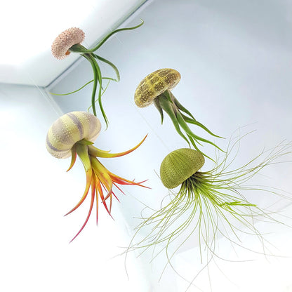 Air Plant Variety Pack (5, Small 1-2")
