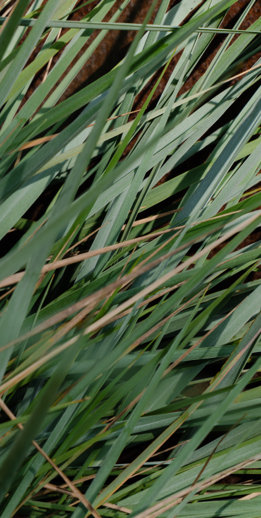 Apotheke - White Vetiver Pura Refill