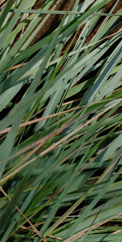Apotheke - White Vetiver Pura Refill