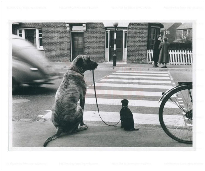 Big Dog Walking a Small Dog - VINTAGEARTREPRINTS.COM