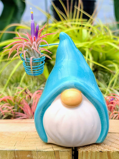 Blue Ceramic Gnome w/ Air Plant