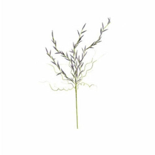 Botanical Spray