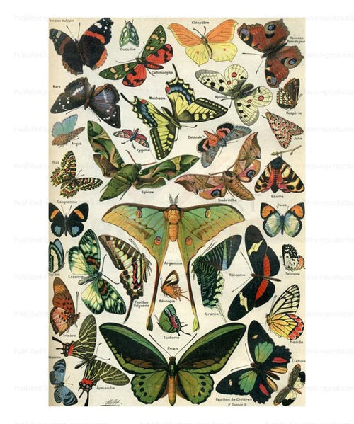 Butterflies - VINTAGEARTREPRINTS.COM