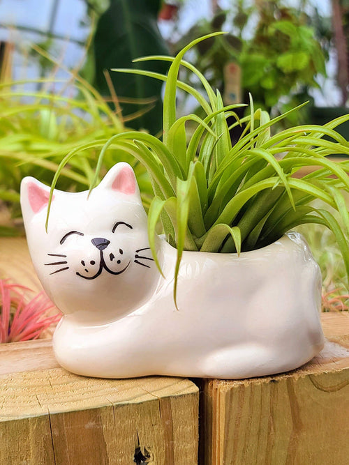 Ceramic Cat Holder with Brachycaulos Air Plant