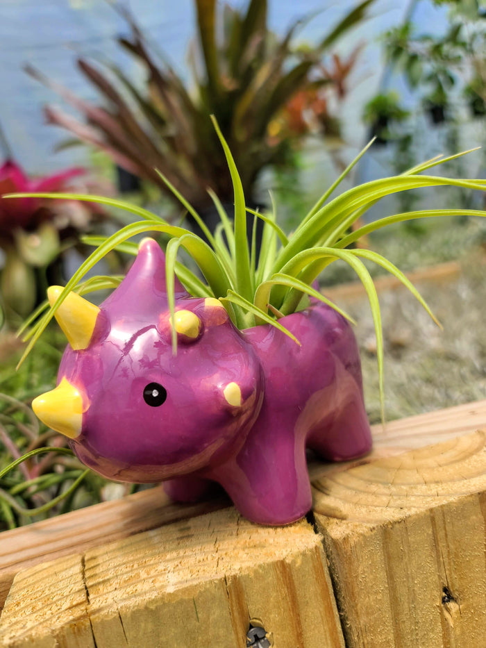 Ceramic Dinosaur Holder with Brachycaulos Air Plant