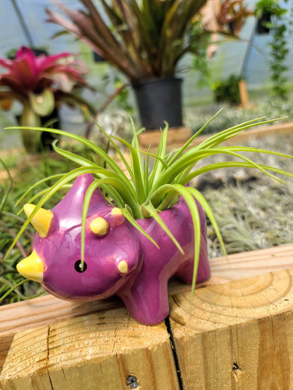 Ceramic Dinosaur Holder with Brachycaulos Air Plant