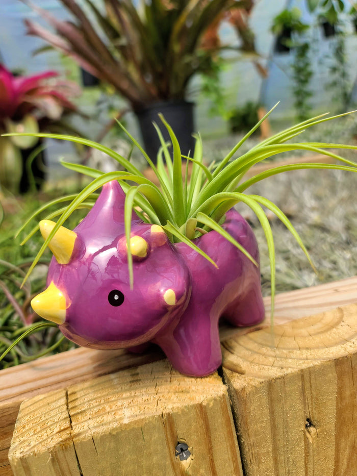Ceramic Dinosaur Holder with Brachycaulos Air Plant