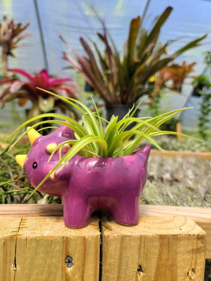 Ceramic Dinosaur Holder with Brachycaulos Air Plant