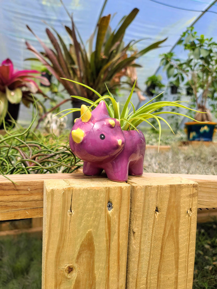 Ceramic Dinosaur Holder with Brachycaulos Air Plant