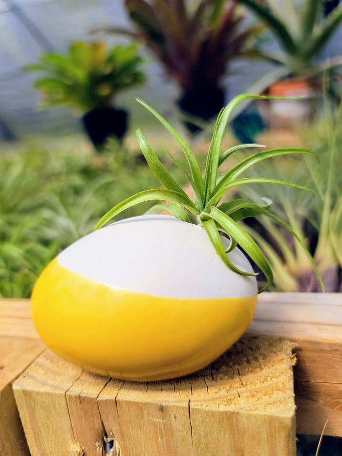 Ceramic Holder with Brachycaulos Select Air Plant