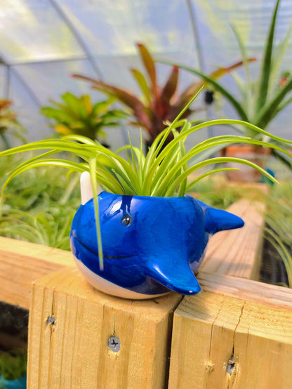 Ceramic Narwhal Holder with Brachycaulos Air Plant