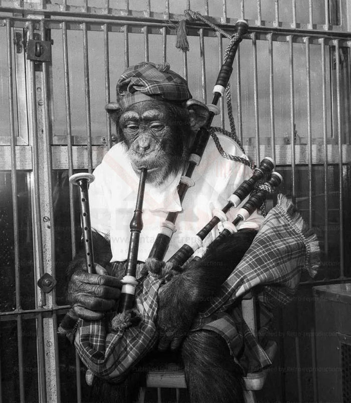 Chimp Plays the Bagpipe - VINTAGEARTREPRINTS.COM