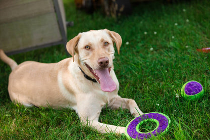 Caitec Inc - Outer Armor Large Ring Dog Toy – HERO