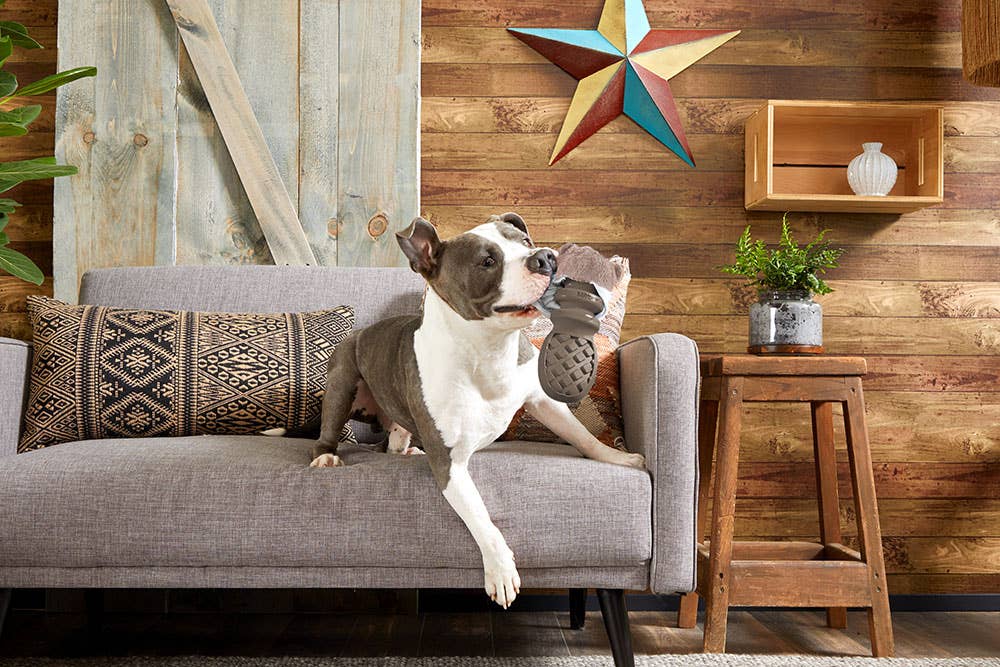 Pet Palette Distribution - BARK Buck Wild