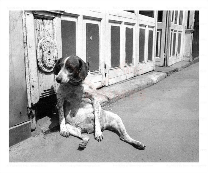 Dog Relaxes on the Boardwalk - VINTAGEARTREPRINTS.COM