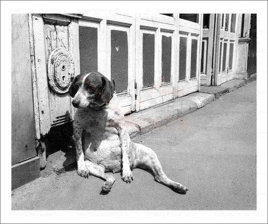 Dog Relaxes on the Boardwalk - VINTAGEARTREPRINTS.COM