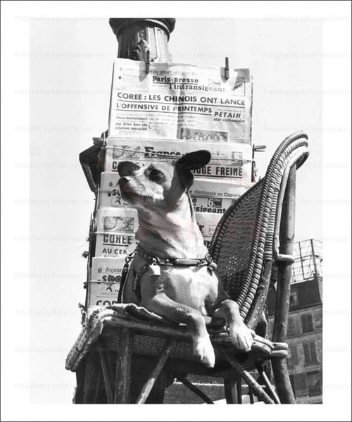 Dog sells French newspapers - VINTAGEARTREPRINTS.COM