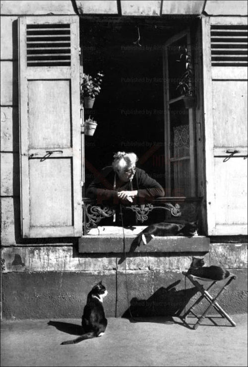 Elderly Woman Watching Cats from her Window - VINTAGEARTREPRINTS.COM