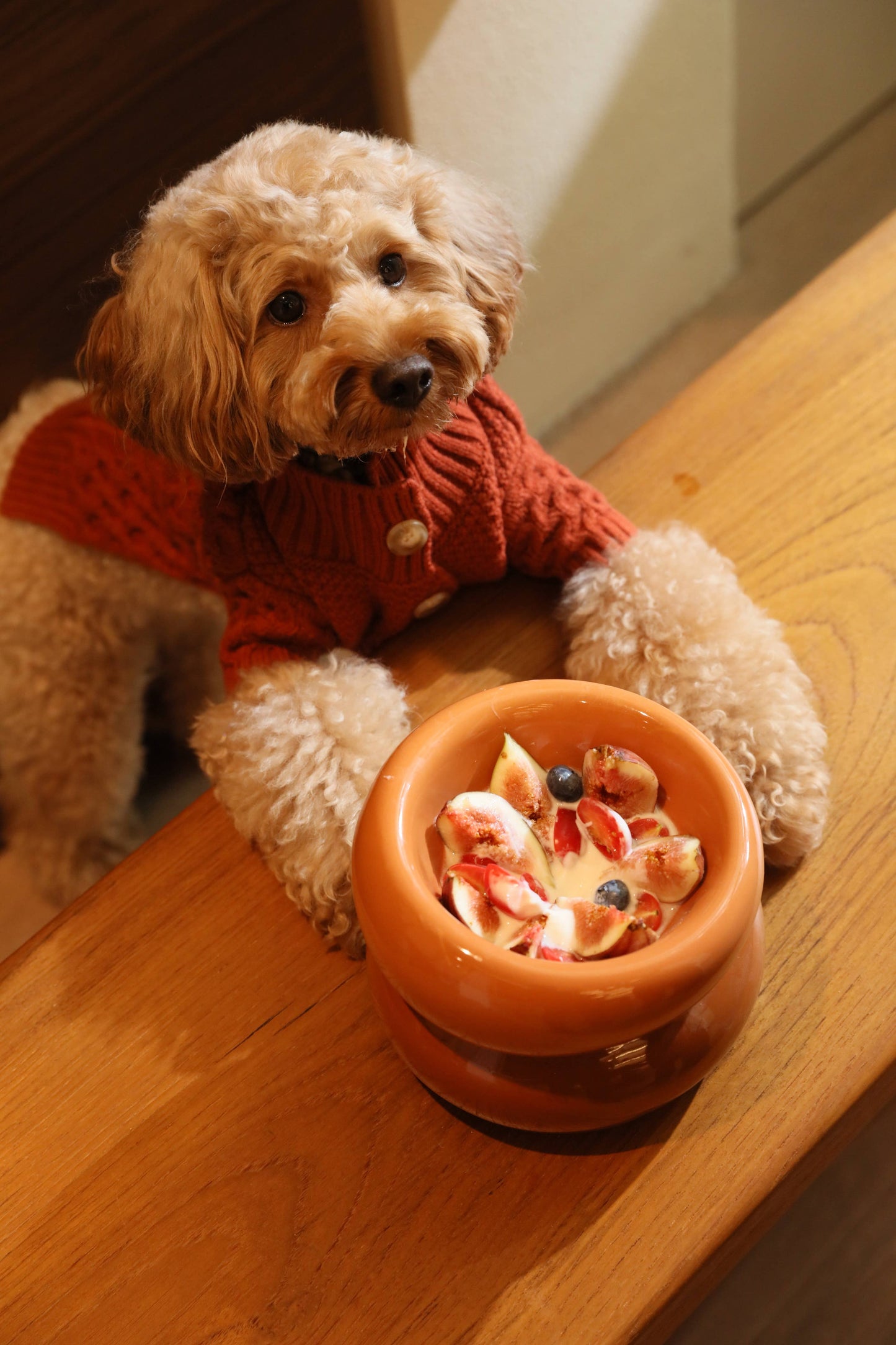 PEHOM - Soufflé Pet Bowl - Amber Orange