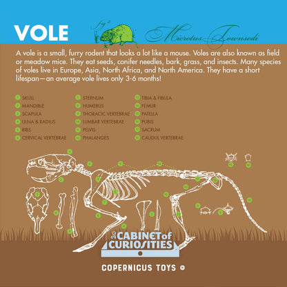 Cabinet of Owl Pellets -Dissection Kit Science