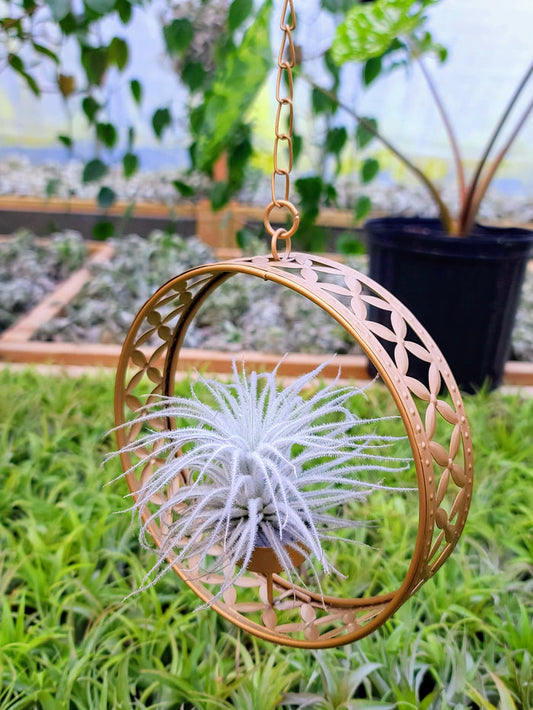 Goddess Ring Holder with Tectorum Air Plant