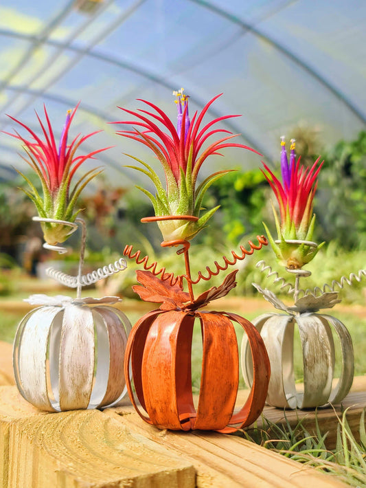 Metal Pumpkin Holder w/ Fuego