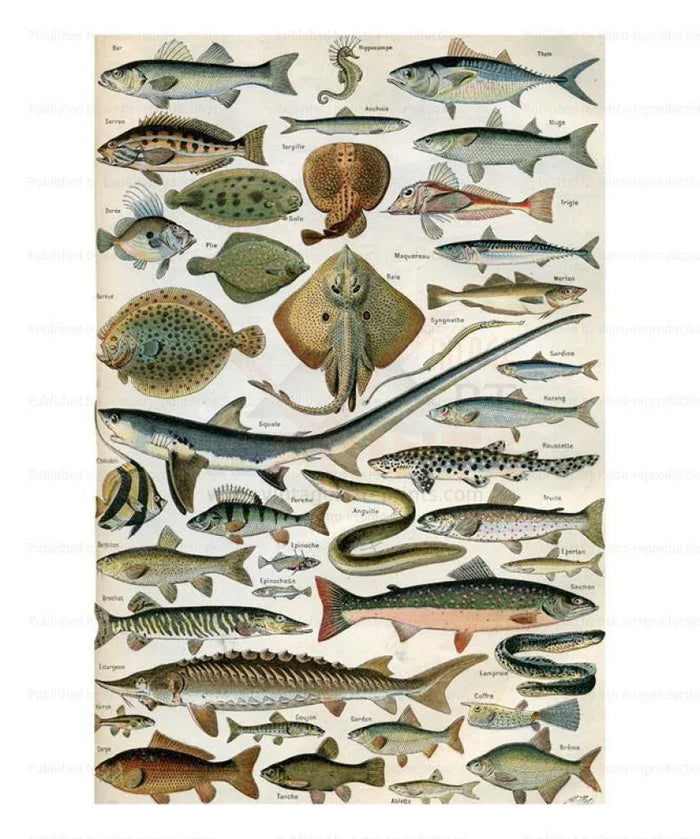 Ocean Fish - Poissons - VINTAGEARTREPRINTS.COM