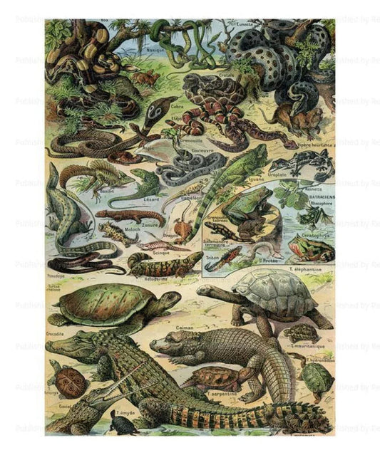 Reptiles - VINTAGEARTREPRINTS.COM
