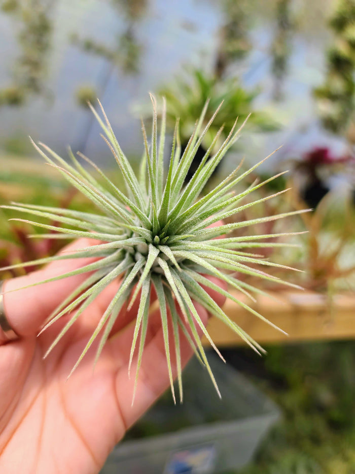 Sellers Choice - Ionantha