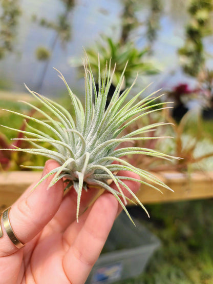 Sellers Choice - Ionantha