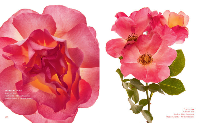 The Color of Roses Book
