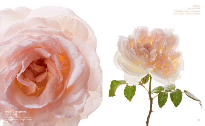 The Color of Roses Book