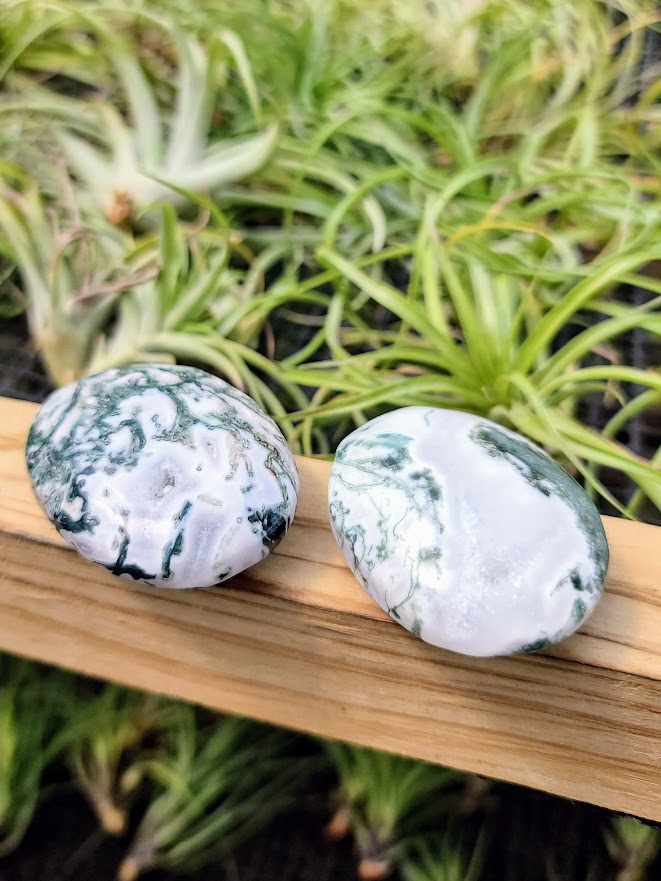 Tree Agate Crystal Palm Stone