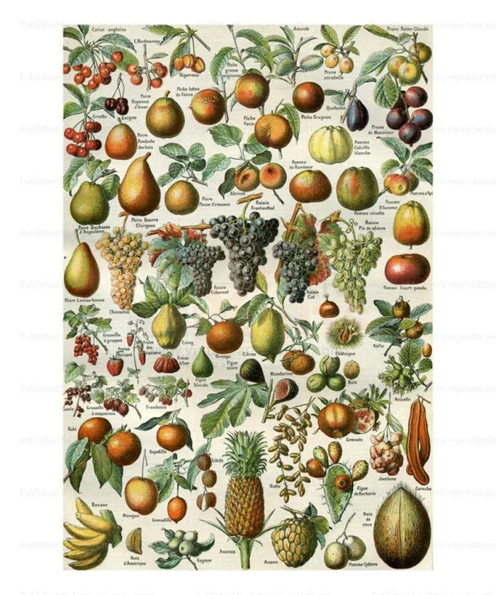 Tropical Fruits - VINTAGEARTREPRINTS.COM